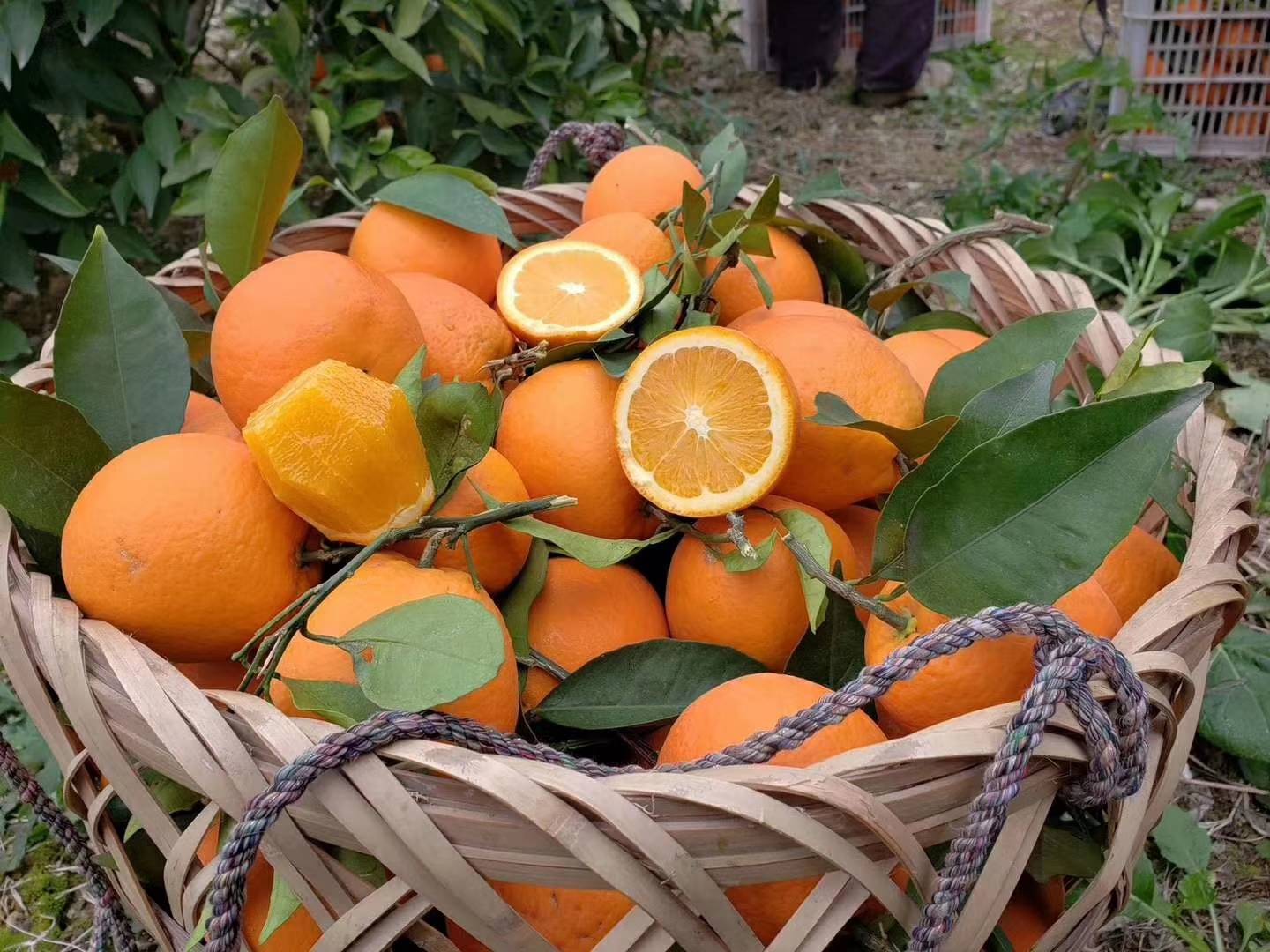 奉节脐橙  大量72-1 自家果园