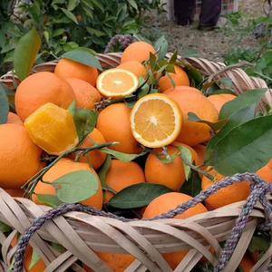 奉节脐橙  大量72-1 自家果园