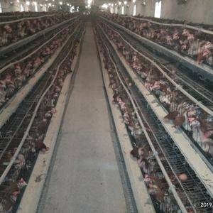 小型养殖场，一共二万五千只淘汰蛋鸡