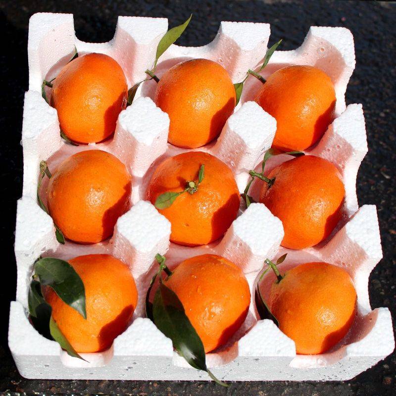 爱媛38号果冻橙，支持电商、微商、社区团购等一件代发，量大从优。