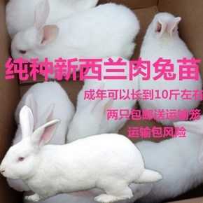 出售新西兰肉种兔 ，自家养殖场培育的新西兰种兔，没有中间...