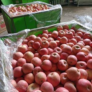 山东沂蒙山区15552907687红富士苹果产地大量出库...