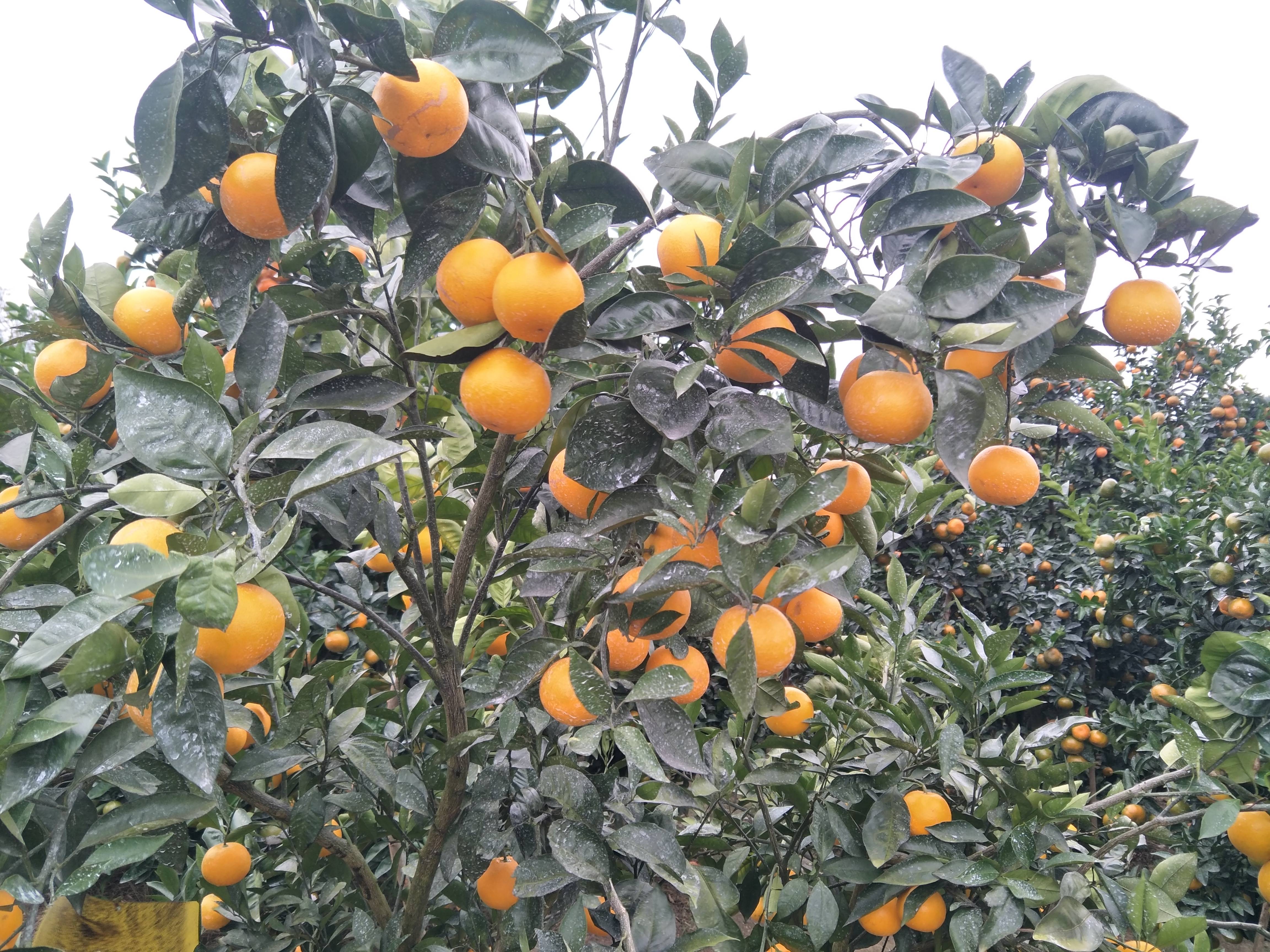 桂林市灵川县默科特熟啦，还有茂谷柑，马水橘橘子几