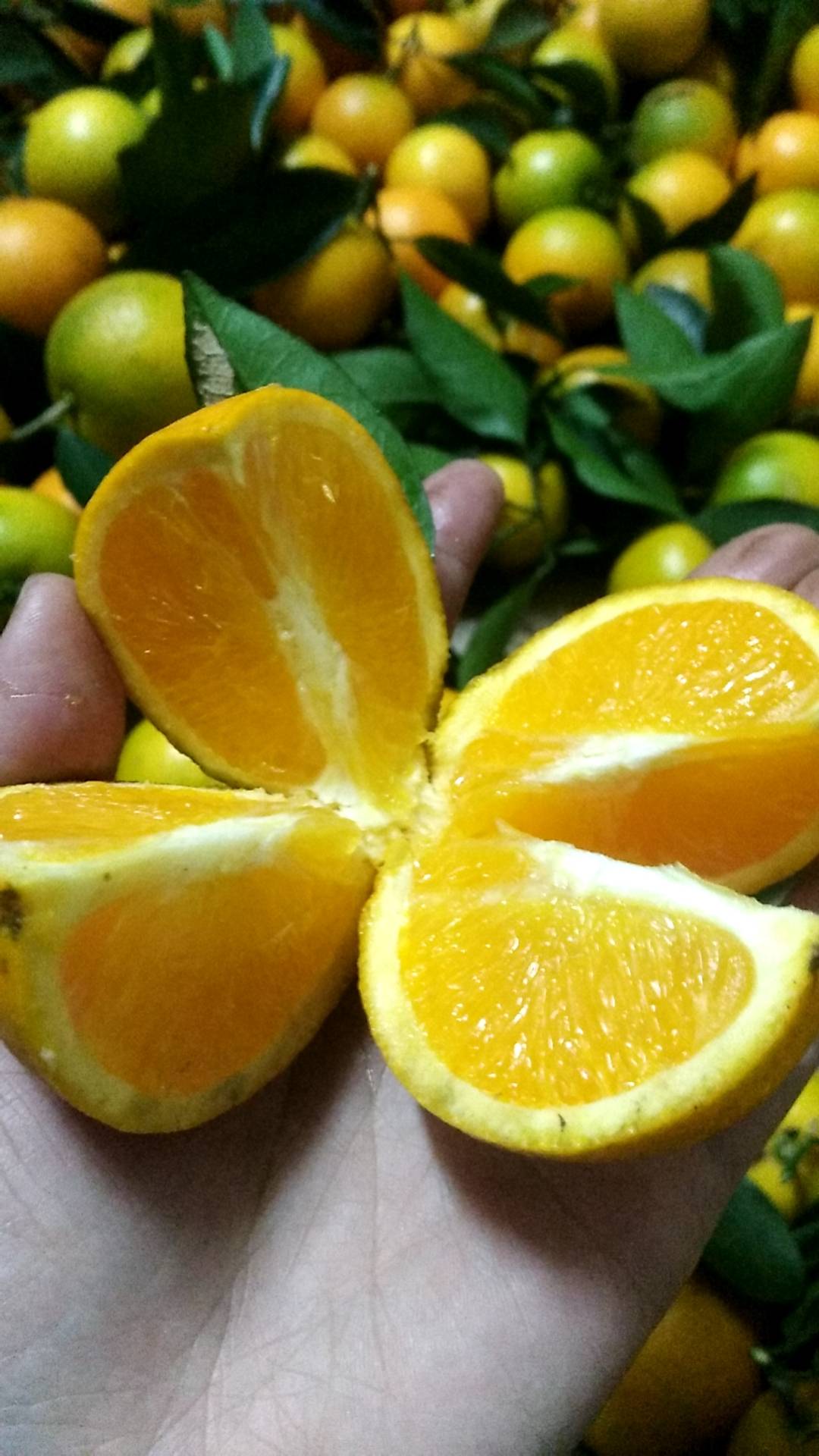 嘿还记得去年冬季火爆的冰糖橙吗？
来自世界和平城市-湖南省芷江侗族自治县的高山冰糖橙今年预售开始了
“橙 招代理”， 产地新鲜采摘，现摘现发！欢迎微商大咖，
