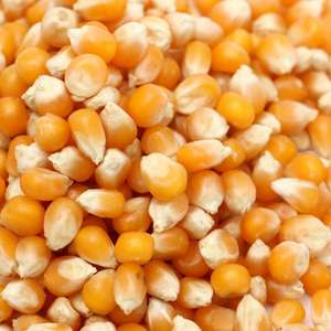玉米粒1000吨14-16