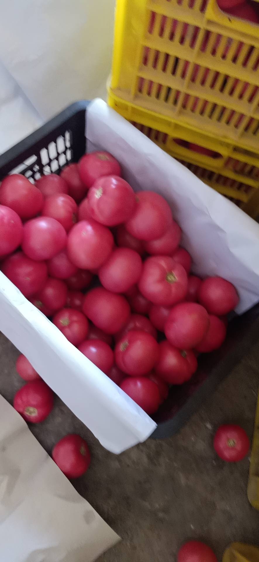 硬粉西红柿大量上市中，欢迎采购