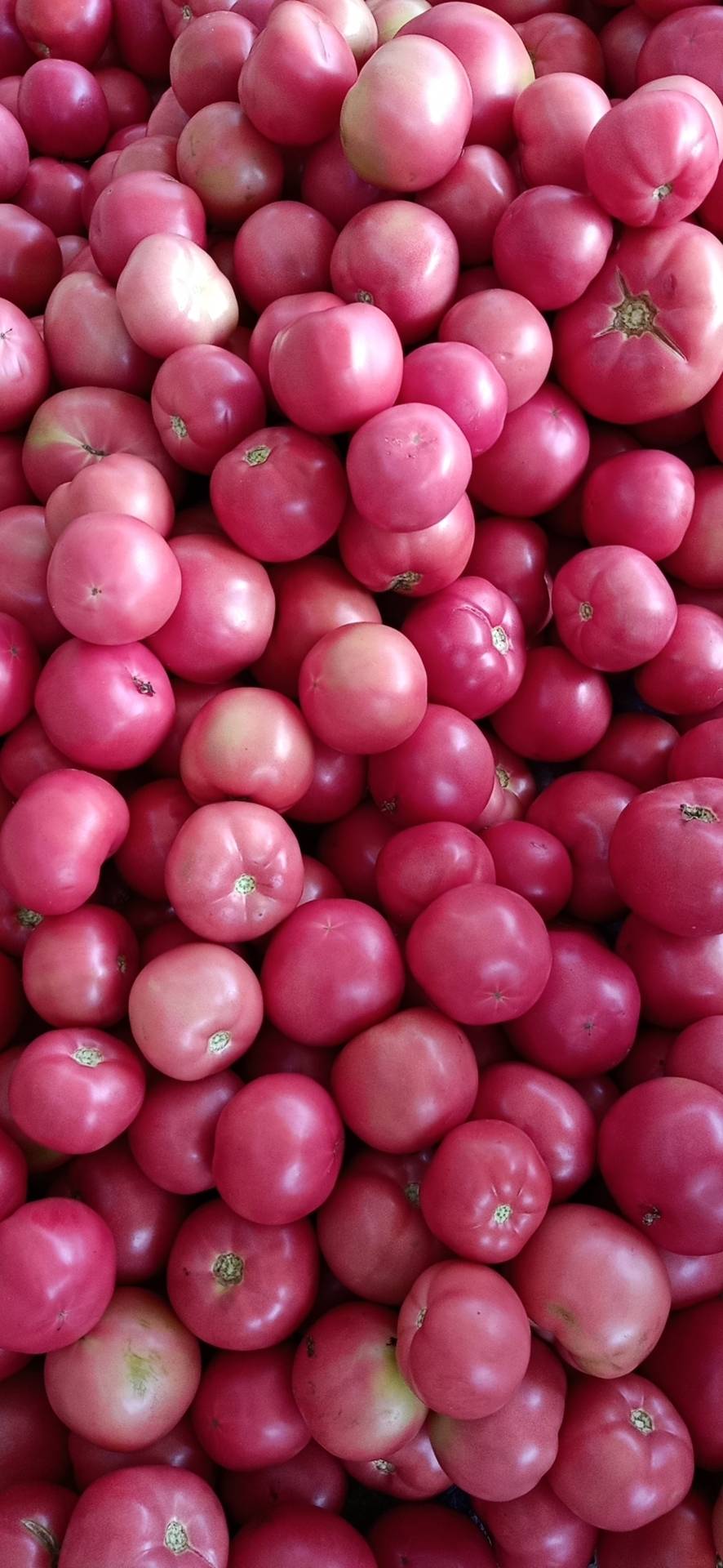 硬粉西红柿大量上市中，欢迎采购