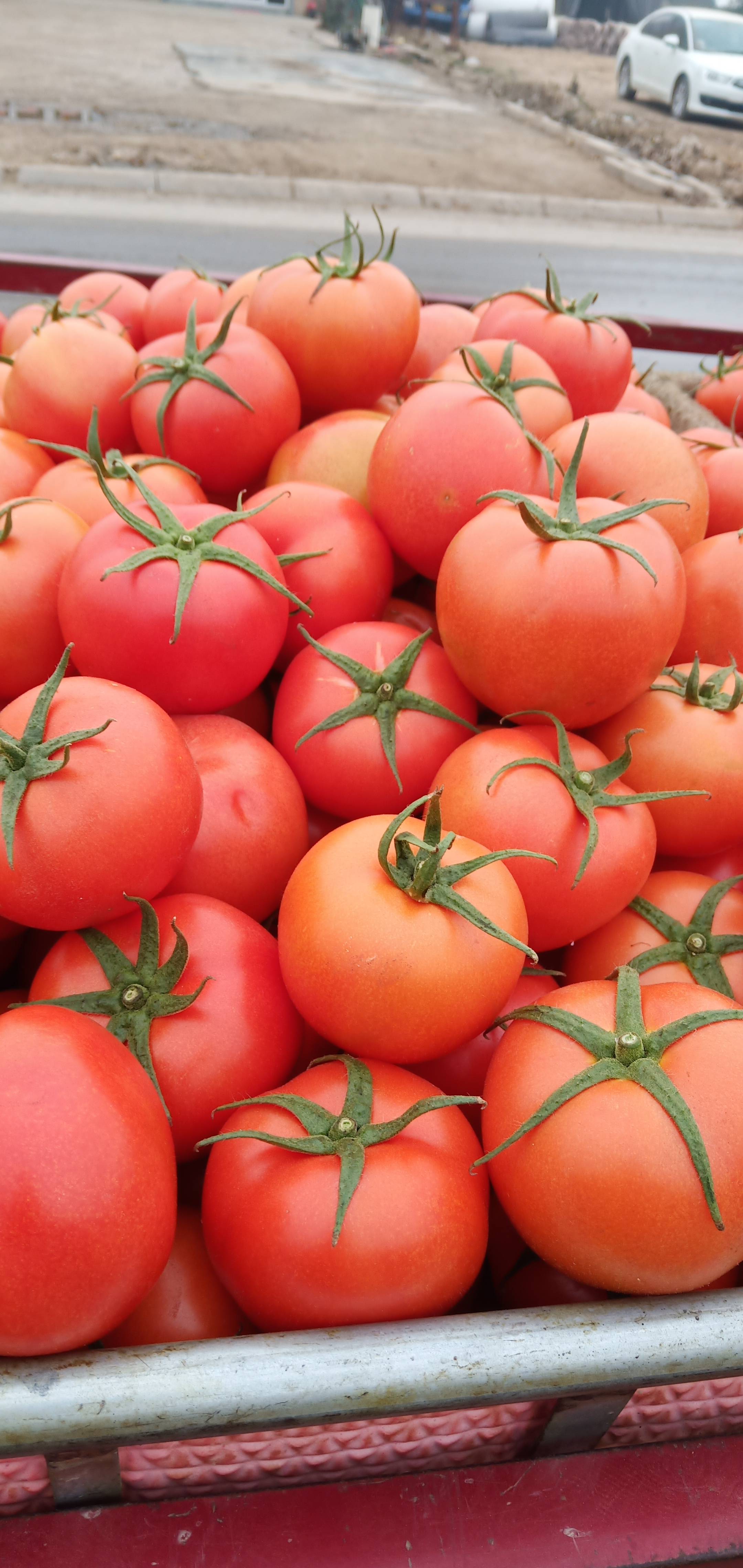 大量供应西红柿价格低，质量好，硬粉西红柿，大红西红柿都有，