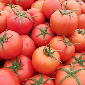 大量供应西红柿价格低，质量好，硬粉西红柿，大红西红柿都有...