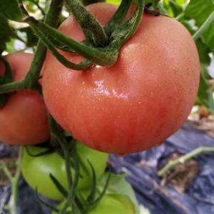 我是西红柿大棚产区，大棚上万亩西红柿质量的好，精品果。为...