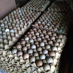 七彩山鸡蛋，俗称野鸡蛋，批发1008个一箱；零售30，6...