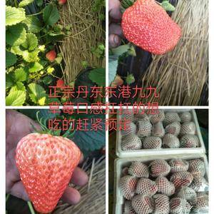 正宗辽宁东港九九草莓