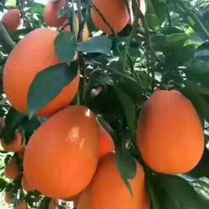 各品种的脐橙产地直供，有需要的联系18062396482