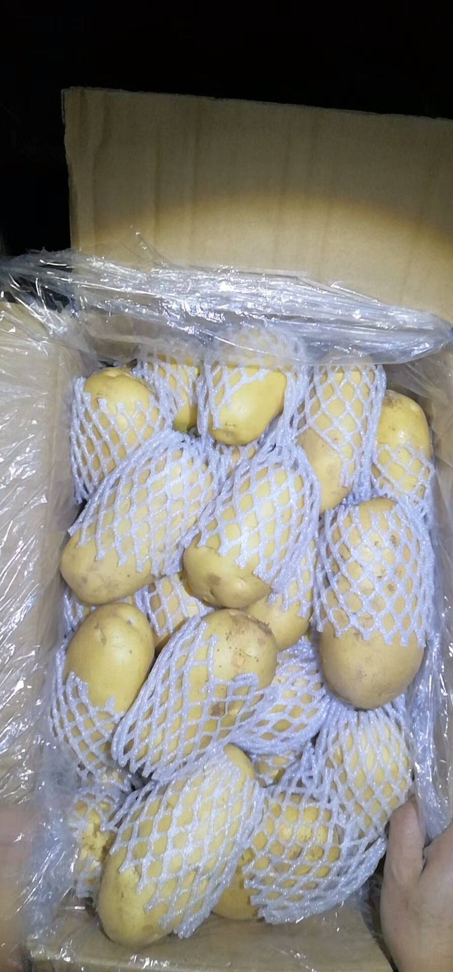 优质荷兰十五土豆黄心，黄皮大量出售