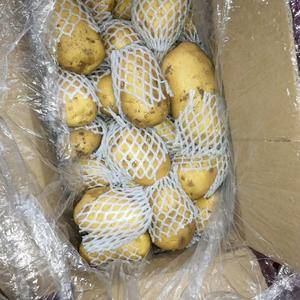 优质荷兰十五土豆黄心，黄皮大量出售