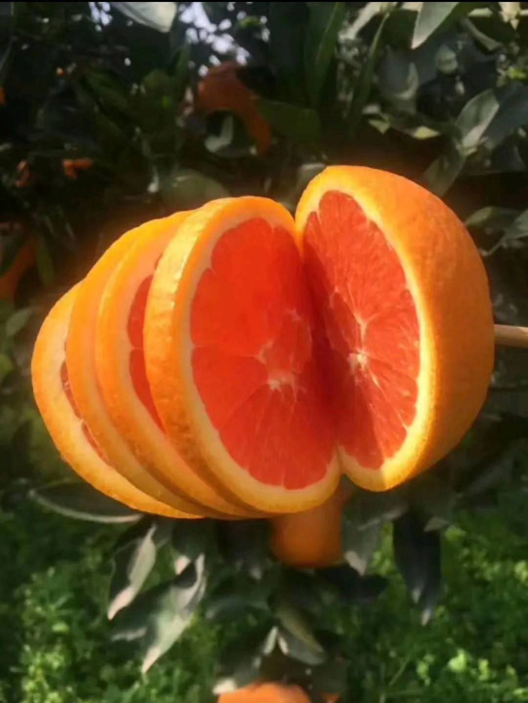 秭归脐橙中华血橙又名红心脐橙产地一手货源支持视频看货，协助回程车。