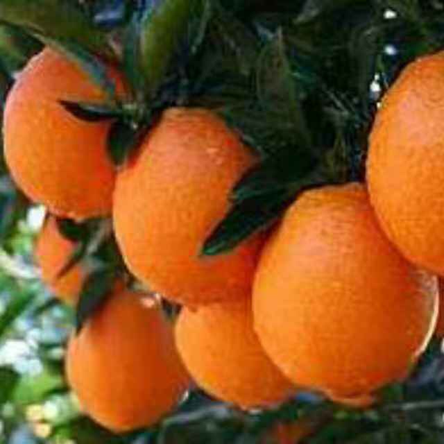 秭归伦晚脐橙有橙中之王的美誉，皮薄肉嫩晶莹剔透口感纯甜化渣，产地直供订货电话18086247515
