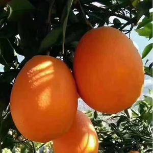 秭归脐橙，长虹纽荷尔中华红橙塔罗科锦橙树上鲜果看园订货。...