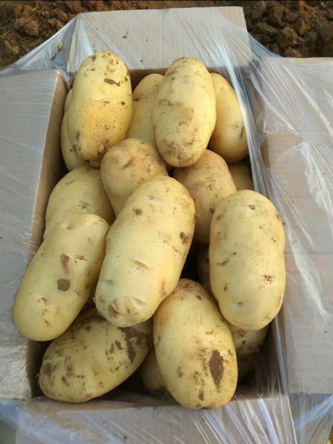 定西陇西农家有机土豆大量出售！可议价！
