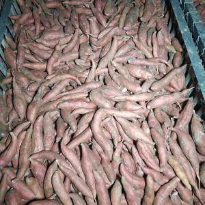 出售西瓜红70万斤，（1两～3两，3两～1.5斤） 没有...