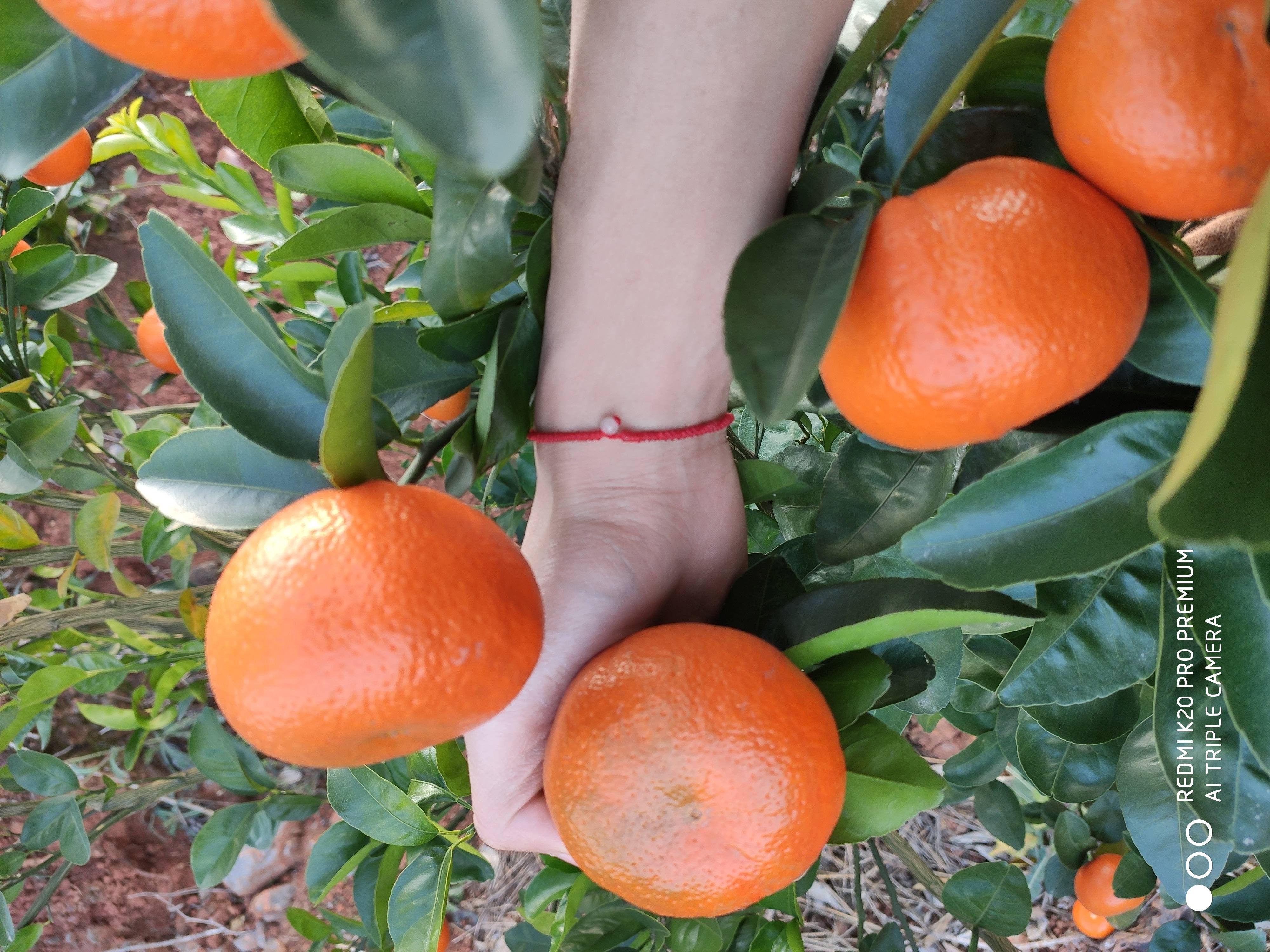 富川脐橙之乡，默科特，肉质好，第3年的果产量大概在800到1000斤。