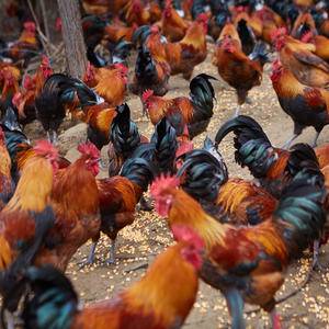 桂林生态养殖场，供应各种优质土鸡，香鸡，铜角鸡，乌鸡，绿...