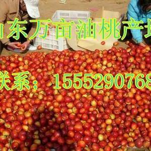 山东万亩油桃毛桃大量上市品种15552907687有4号...