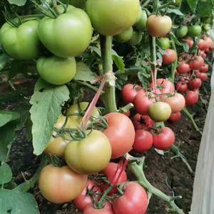 正天农业专业培育各种西红柿苗，欢迎订购。