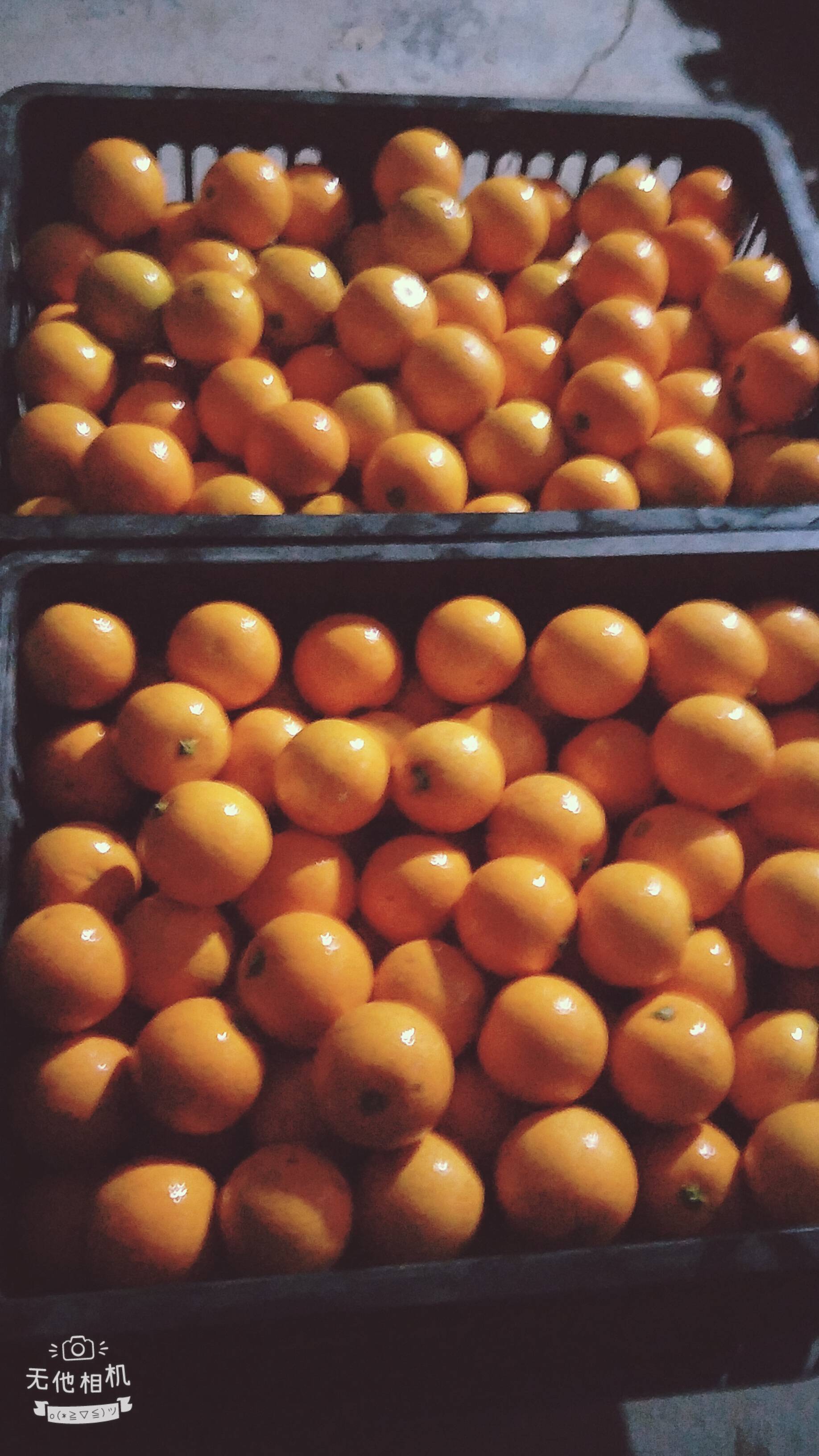 湖南省黔阳冰糖橙，香甜可口，肉鲜汁多，有需要合作的老板们来电15874524150杨胺杨胺程