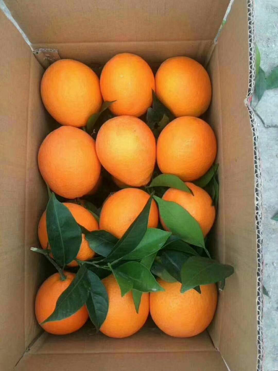 17764818489奉节脐橙，自己家种的，无公害，酸甜适宜，美味可口，放心食用。欢迎各位老板前来收购。
