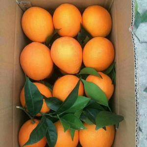 17764818489奉节脐橙，自己家种的，无公害，酸甜...