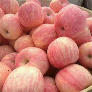 18264955075山东优质红富士苹果大量批发出库，货...