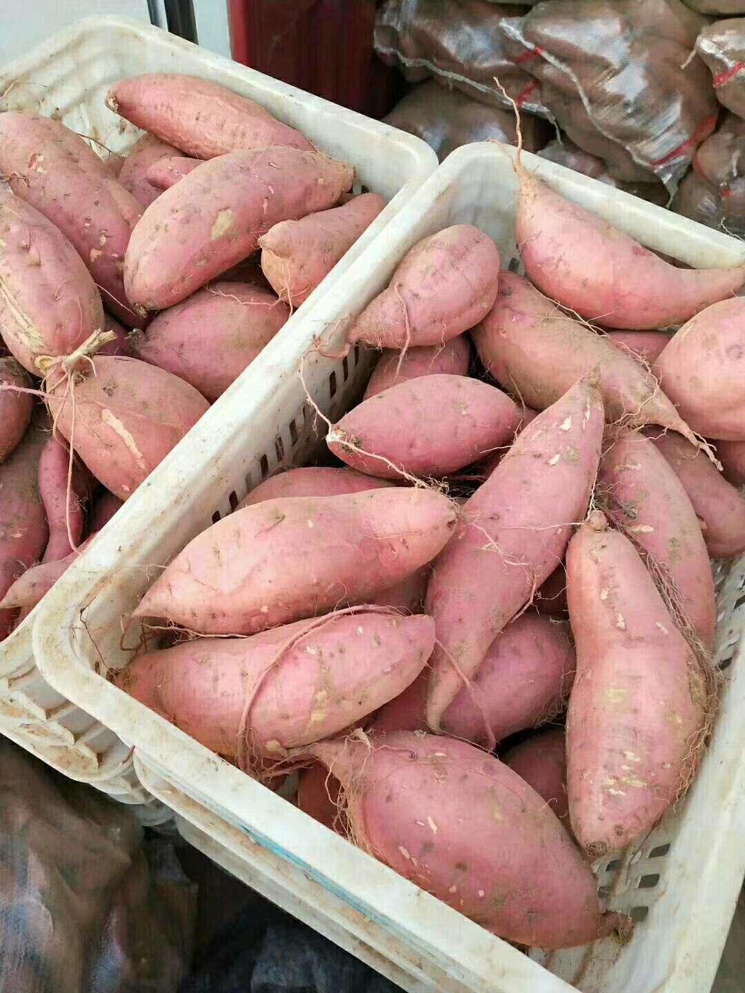 山东红薯供应西瓜红红薯，烟薯，济薯二六，来福红薯，香港红，等多品种红薯供应15053919767