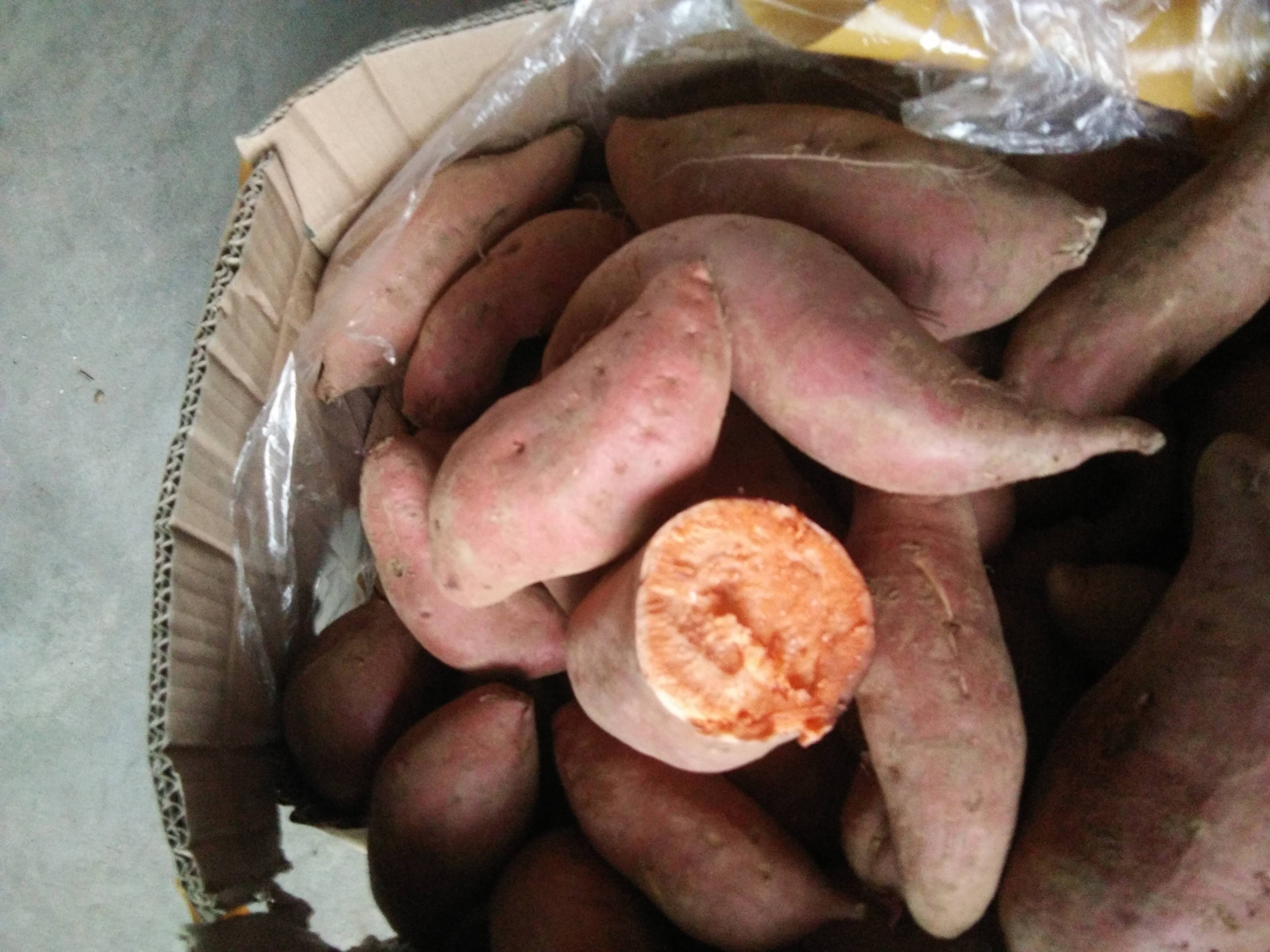山东红薯供应西瓜红红薯，烟薯，济薯二六，来福红薯，香港红，等多品种红薯供应15053919767