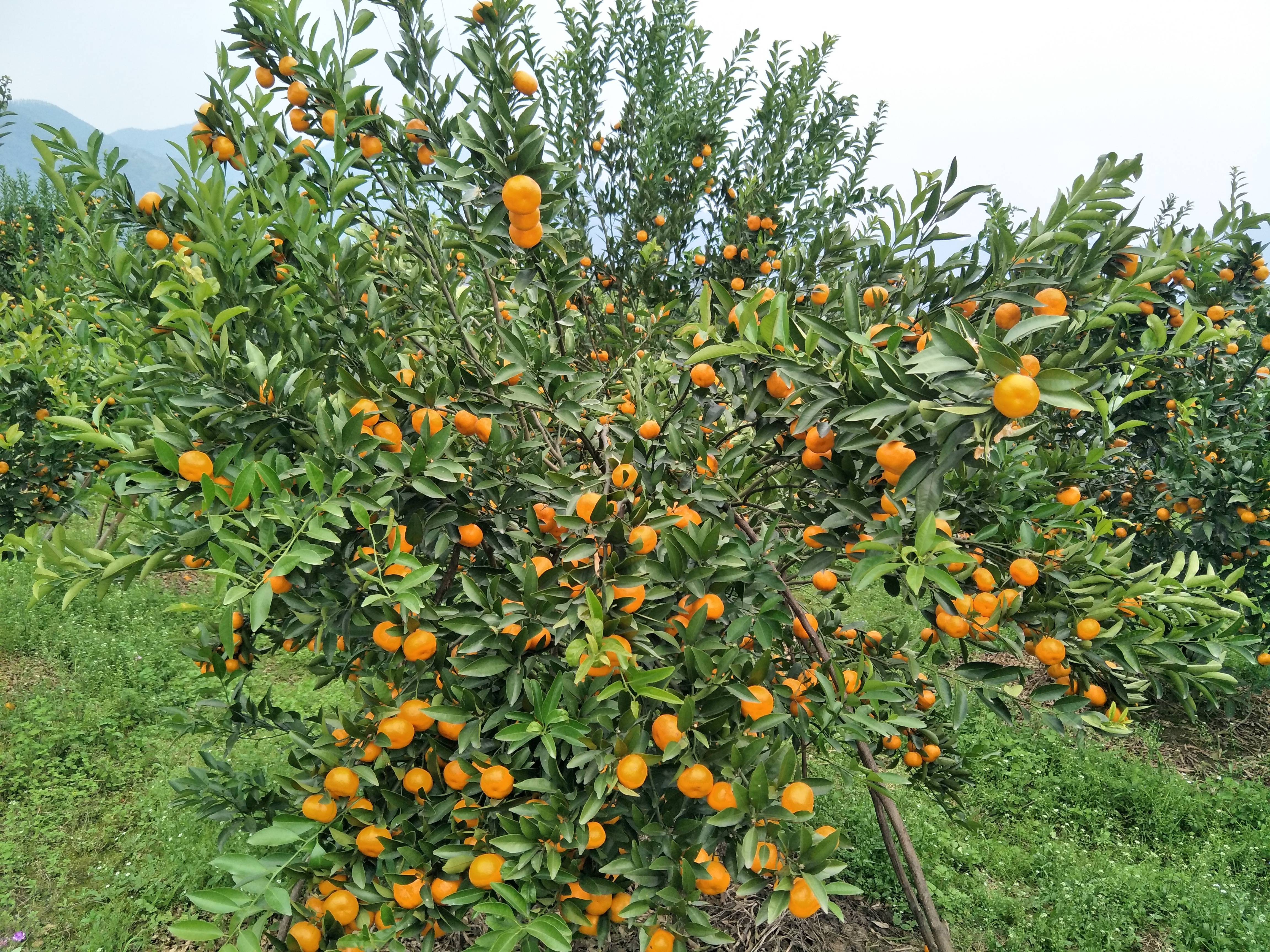 桂林市灵川县
马水橘开园了，约10万斤；
还有茂谷柑约2万斤；沃柑也有万吧斤。
欢迎老板来骚扰，电话15607830930。