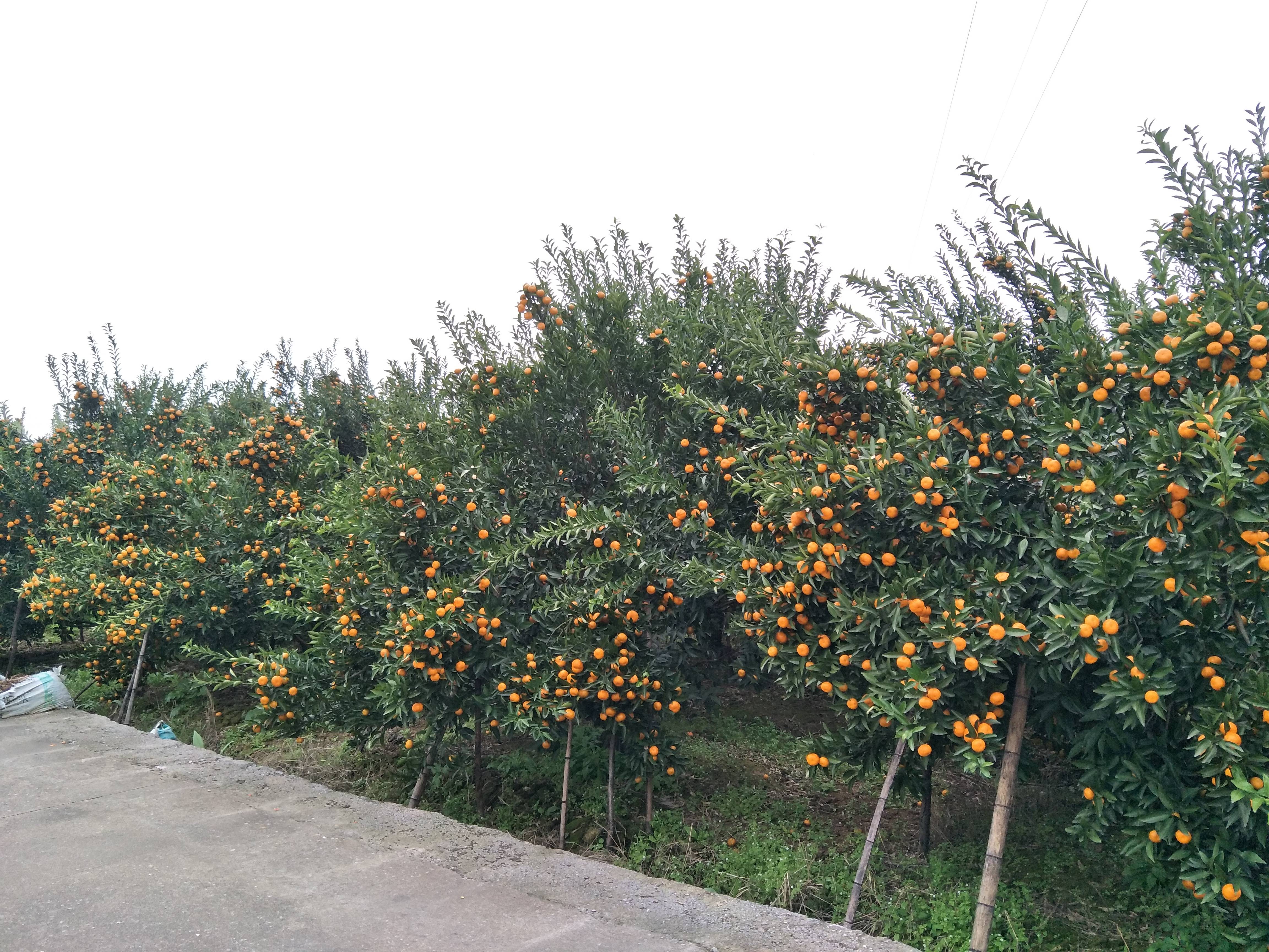桂林市灵川县
马水橘开园了，约10万斤；
还有...