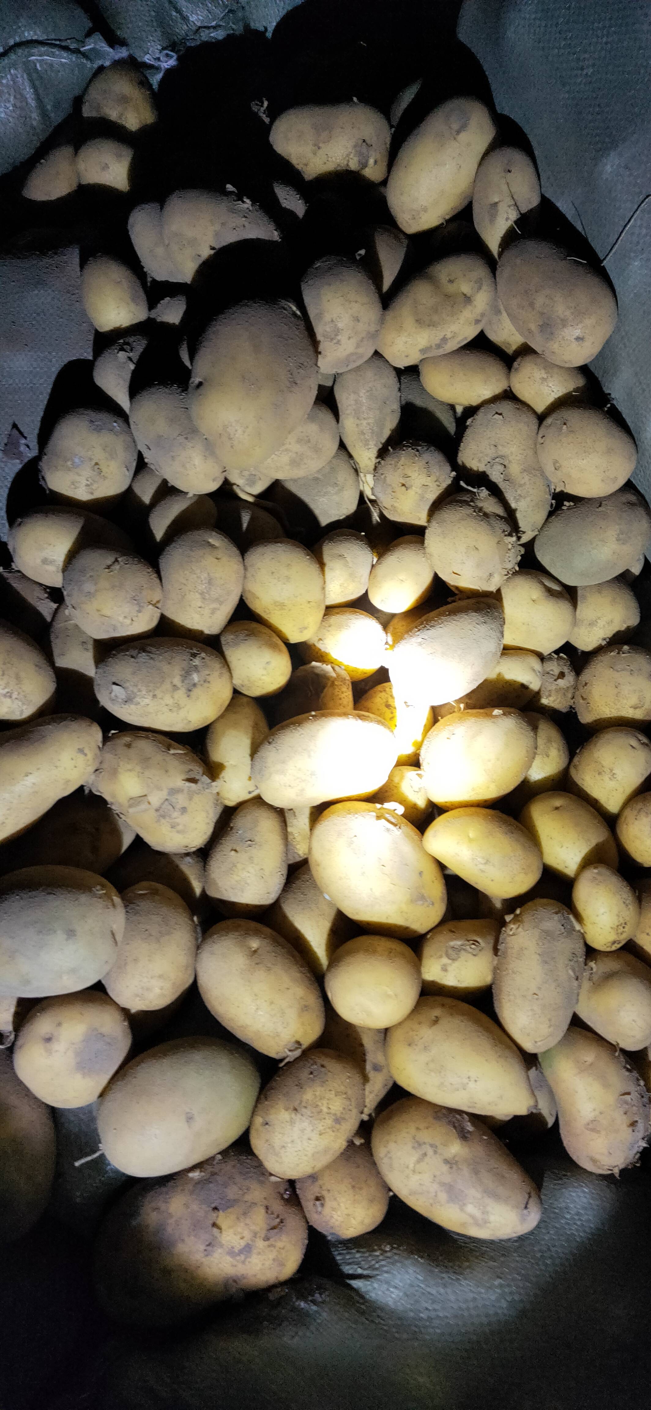 2020年。沽源县丰收4号土豆陆续开始出库。黄沙土地种植。属性漂亮。颜色好看。品种齐全，V7 希森6 实验一 云五 荷兰 黄金薯 兴加，226，思凡特等土豆有需