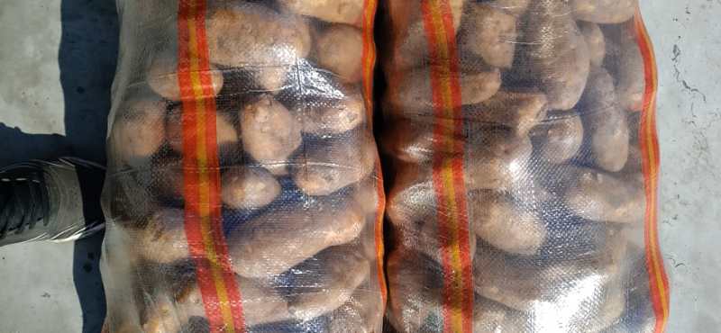 沽源县布尔班克白心土豆，大量出库走货中，3两通天，质量好。需要联系。