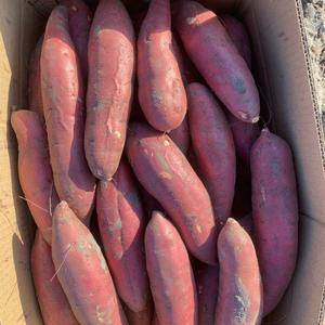 西瓜红商品薯，900吨待售