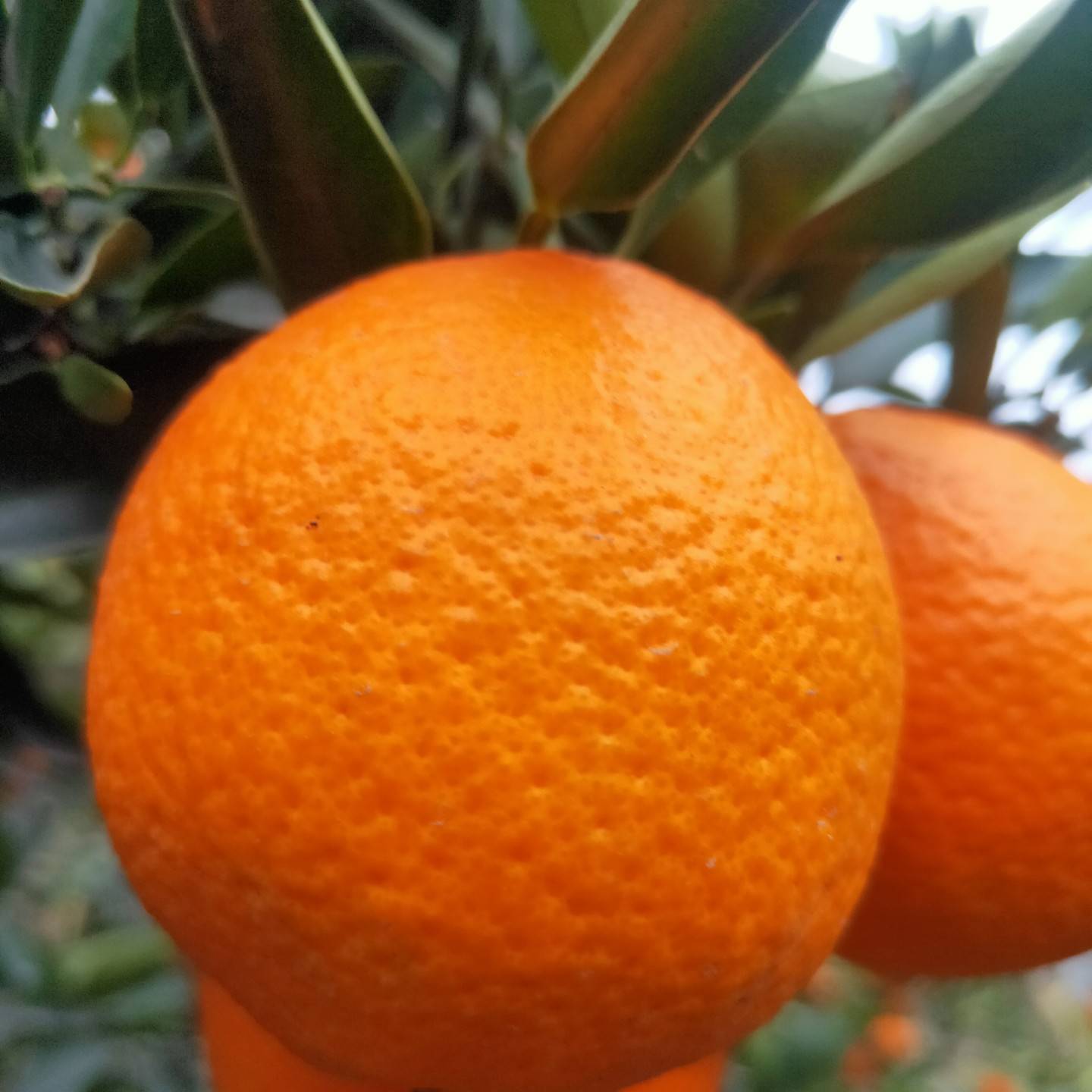 脐橙，长虹橙，中华红橙产地大量供货中