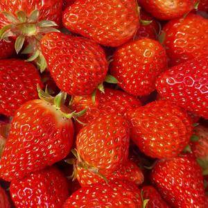 新鲜红颜奶油草莓，批发零售