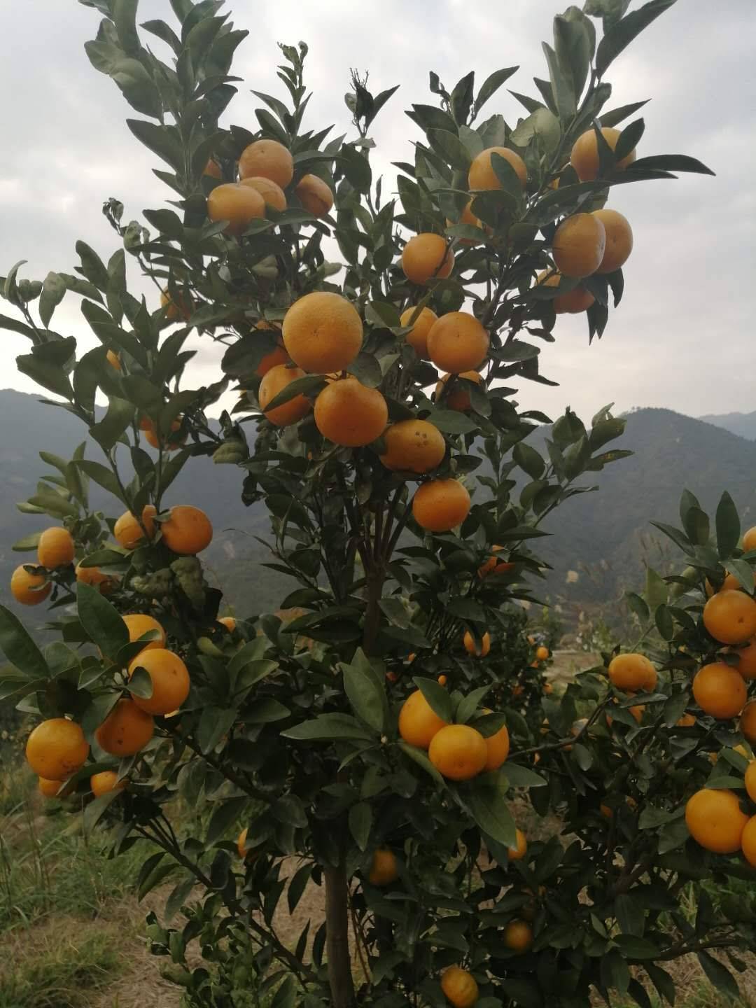 大量供应台湾茂古柑,价格便宜,甜度高,欢迎电商,平.