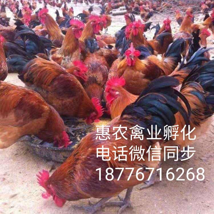 批发鸡鸭鹅苗，价格优惠电话18776716268微信同步，养殖技术指导。