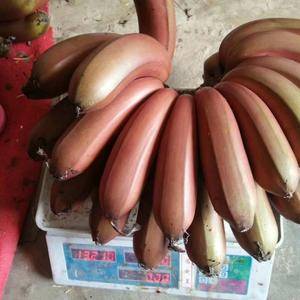 大量供应福建红美人香蕉，价格便宜，营养高，口感好，要的朋友联系，15060518000