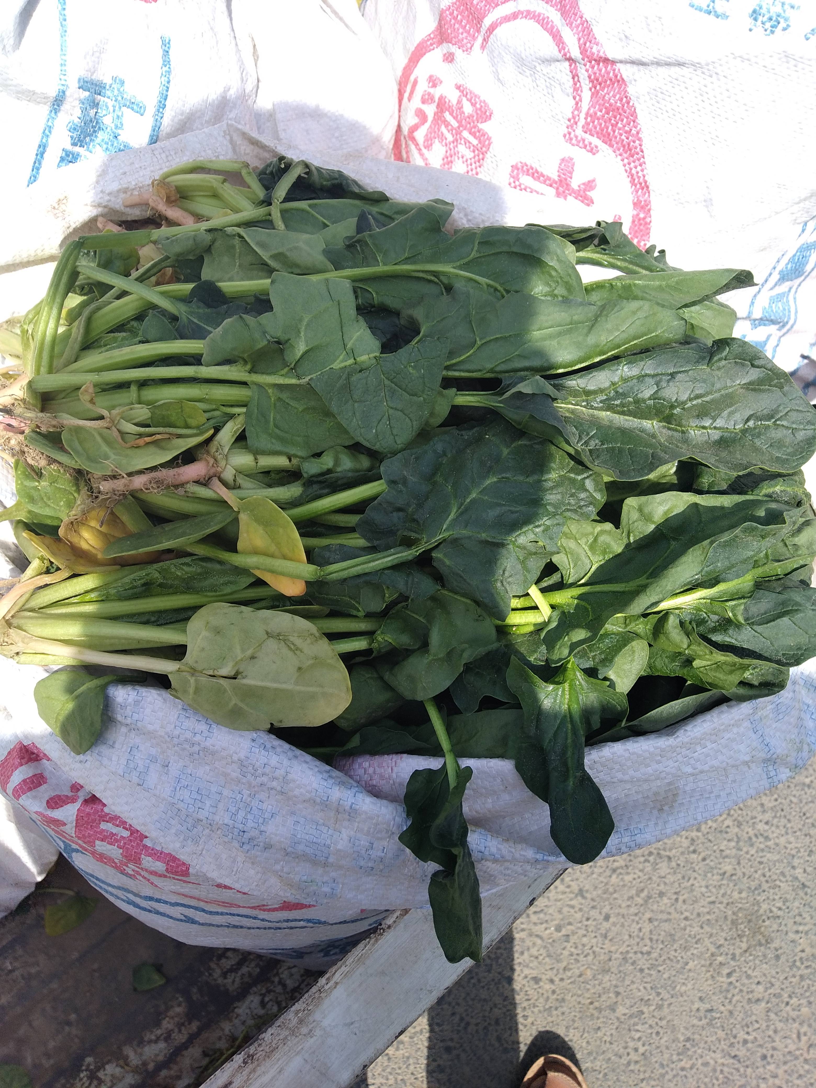 本人是河南省武陟县的，有三亩半20-30厘米好菠菜，我啥也不管，净得1000元，有意思的联系18539199428.0391-8308635。