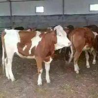 西门塔尔品种牛，电话，13513501612，有小二岁，大二岁的繁殖母牛，欢迎老板前来考察，微信同号