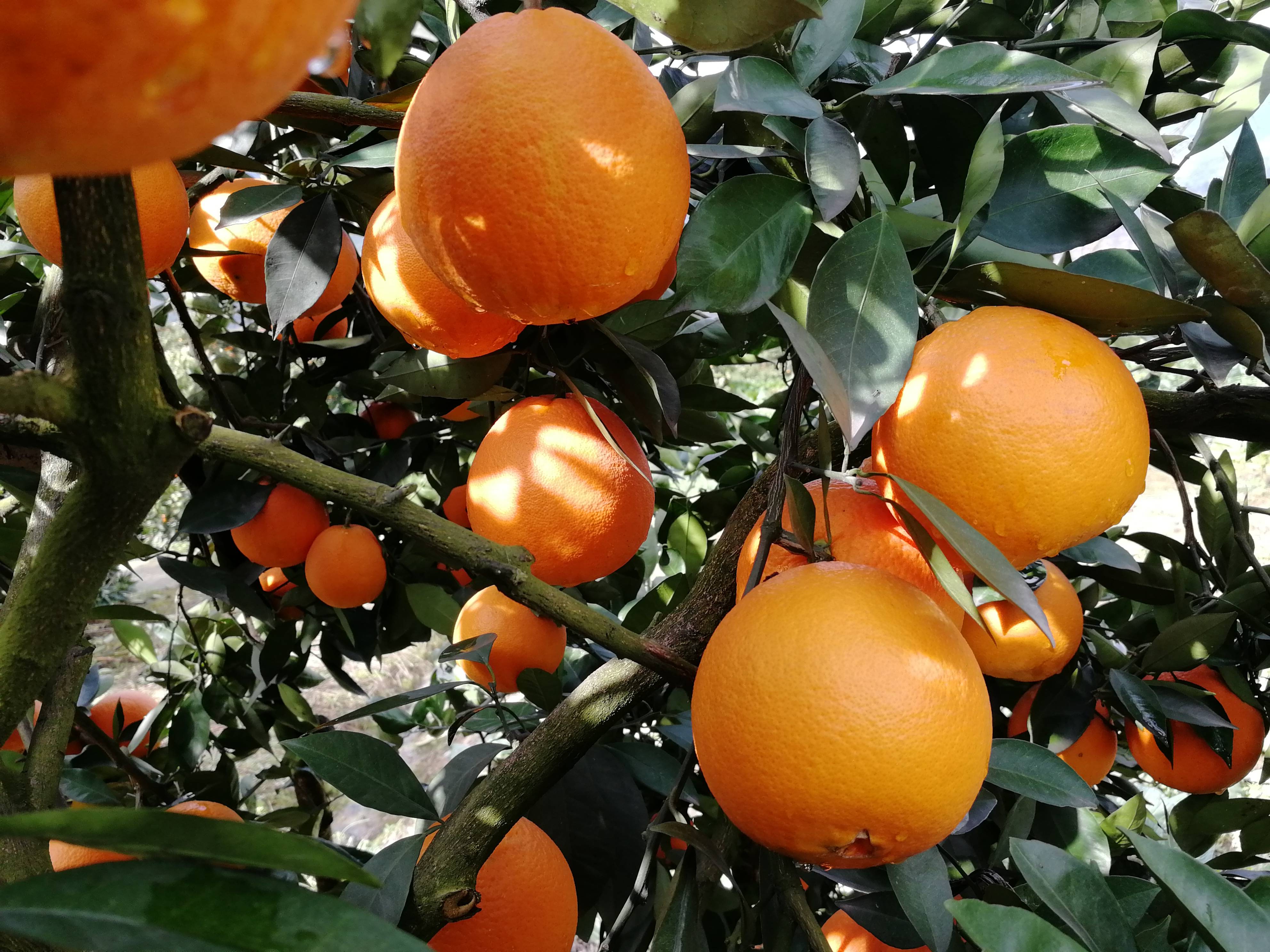 中国橙都重庆奉节，奉节脐橙欢迎你。