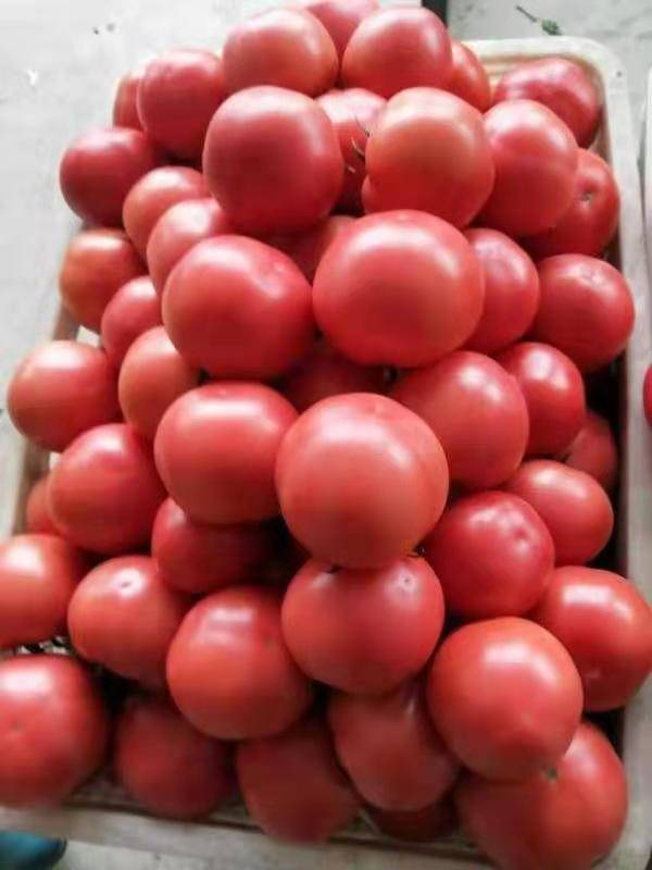 临沂费县西红柿，西葫芦大量供应！电话：18560520363