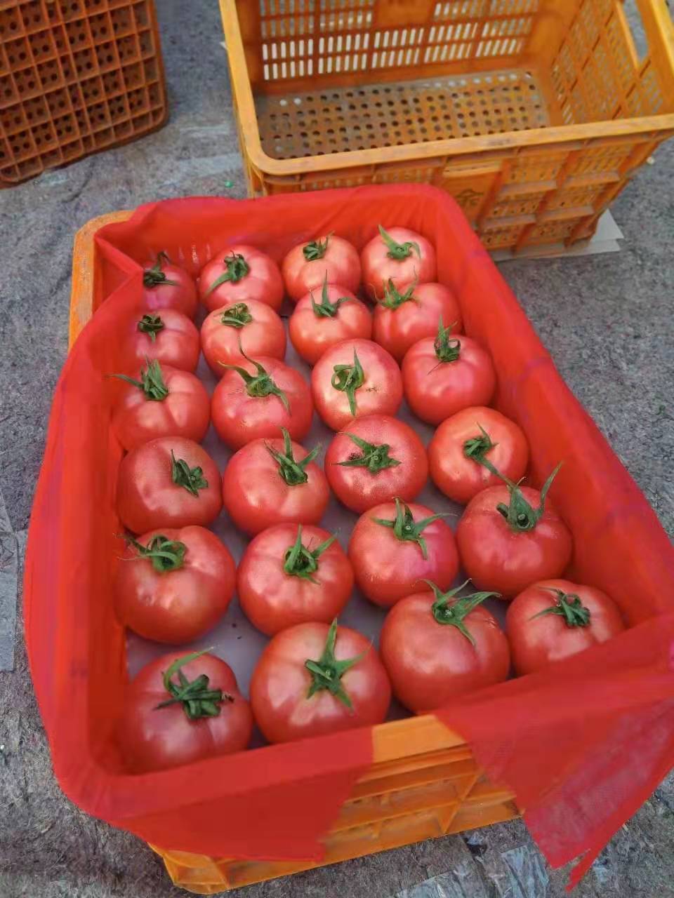 临沂费县西红柿，西葫芦大量供应！电话：18560520363