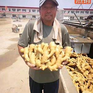 13013511121山东省日照市是传统的优质大姜生产区...